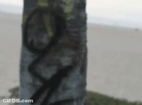 Graffiti Tree Trunk With O And V GIF