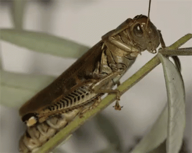 Grasshopper Insect Scratches Head GIF