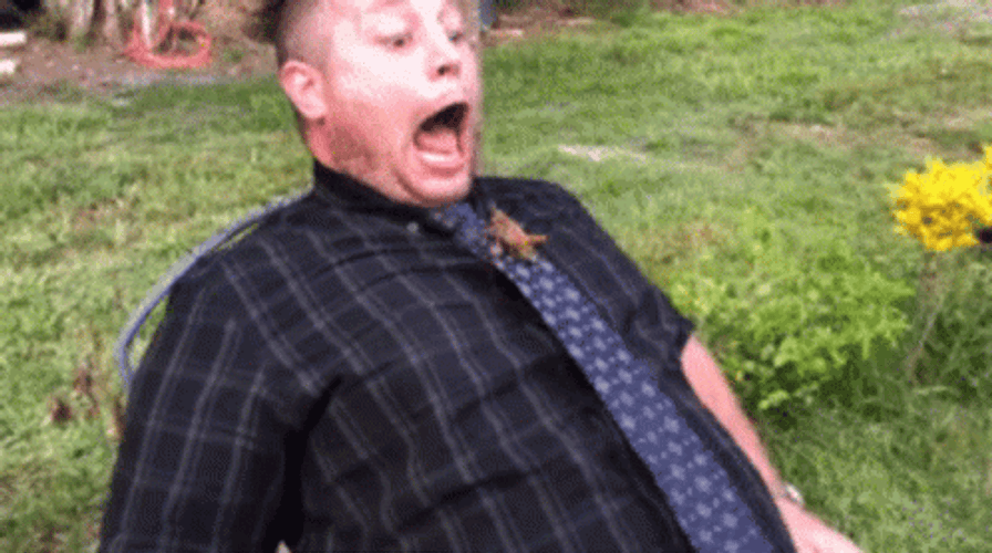 Grasshopper Mouth Open GIF
