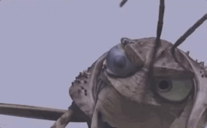 Grasshopper Well Guess What GIF