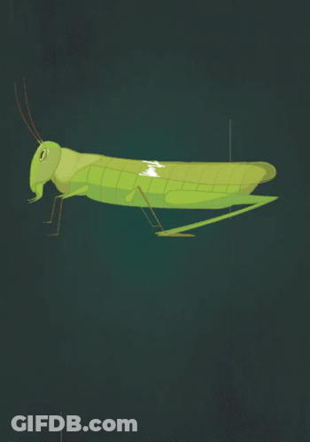 Grasshopper With Long Legs And Tail GIF