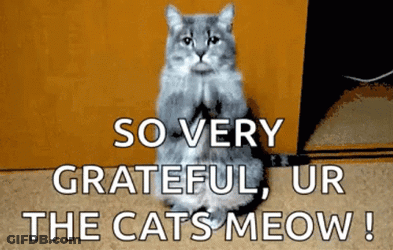 Grateful Cats Meow GIF