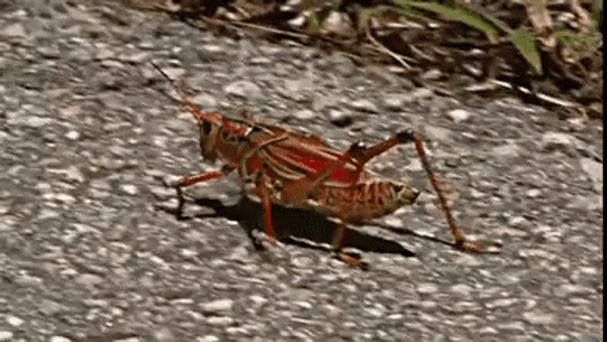 Graveyard Running Grasshopper GIF