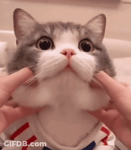 Gray And White Cat Held By Hands GIF