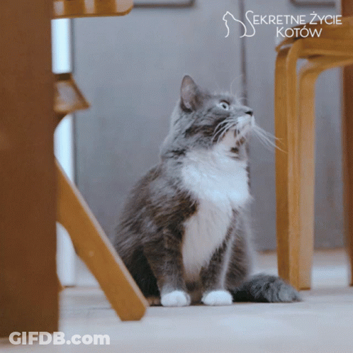 Gray And White Cat In Front Of Secretne Zycie Kotow Sign GIF