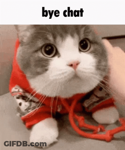 Gray And White Cat In Red Jacket Being Petted GIF