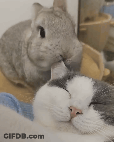 Gray And White Cat Laying Down With Paw On Face GIF