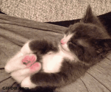 Gray And White Cat Laying On Back GIF