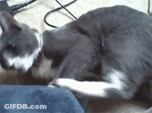 Gray And White Cat Laying On Blue Blanket GIF