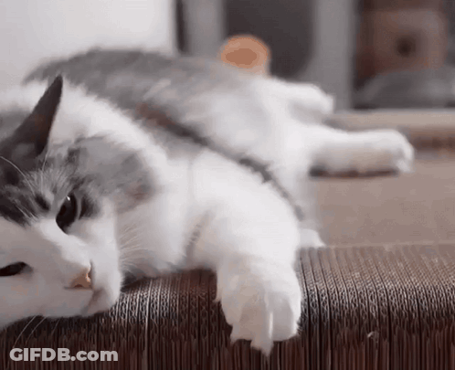 Gray And White Cat Laying On Cardboard Box GIF