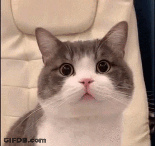 Gray And White Cat Looking At Camera GIF