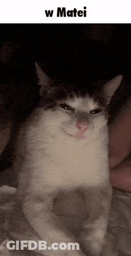 Gray And White Cat Looking At Camera GIF