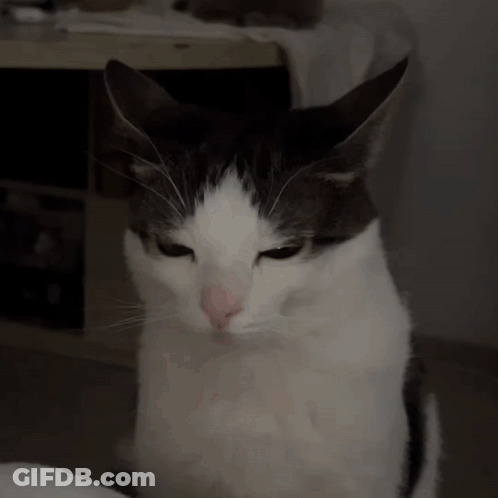 Gray And White Cat Looking At Camera Serious GIF