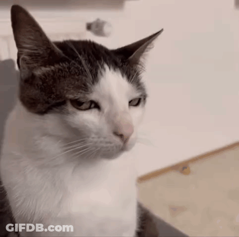 Gray And White Cat Looking At Camera GIF