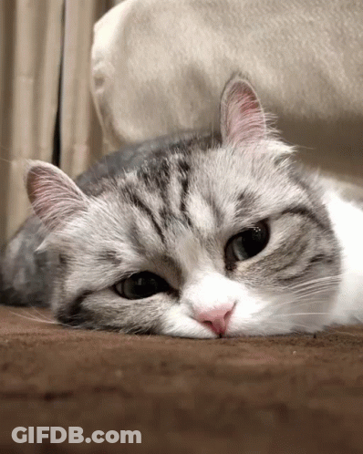 Gray And White Cat Lying Down GIF