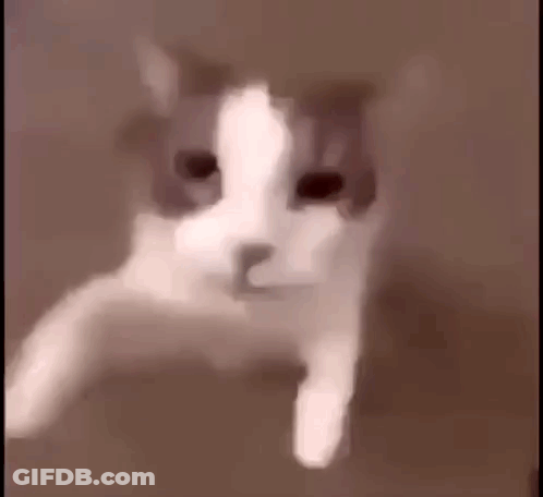 Gray And White Cat Lying Down GIF