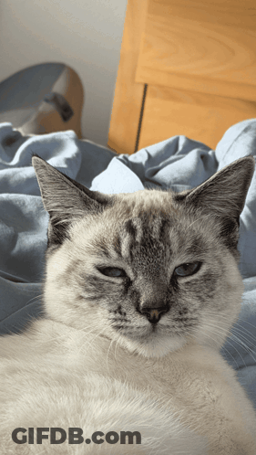 Gray And White Cat Lying On Bed GIF