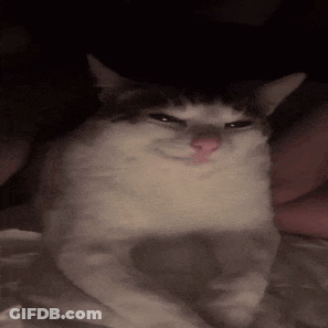 Gray And White Cat On Bed Making Face GIF