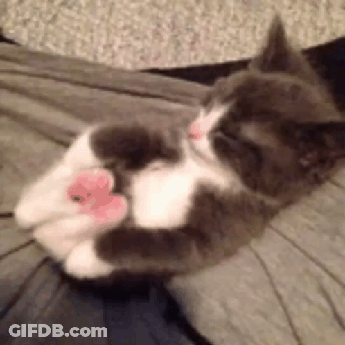 Gray And White Cat Playing With Pink Toy GIF
