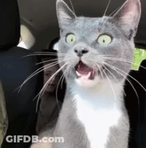 Gray And White Cat Sitting In Back Seat Of Car With Mouth Open GIF
