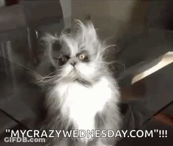 Gray And White Cat Sitting In Box With Knife GIF
