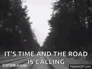 Gray And White Cat Sitting In Car Back Seat GIF