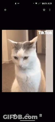 Gray And White Cat Sitting In Hallway GIF