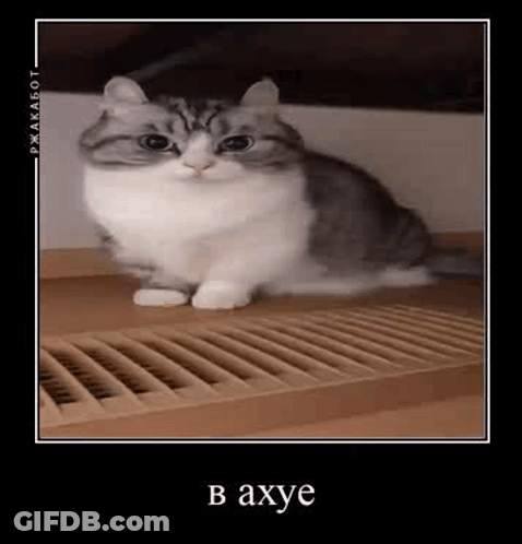 Gray And White Cat Sitting Next To Heater GIF