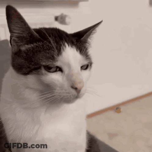 Gray And White Cat Sitting On Chair GIF