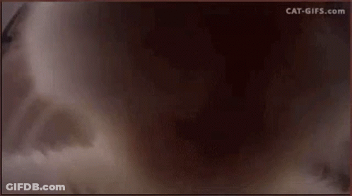 Gray And White Cat Sitting On Table GIF