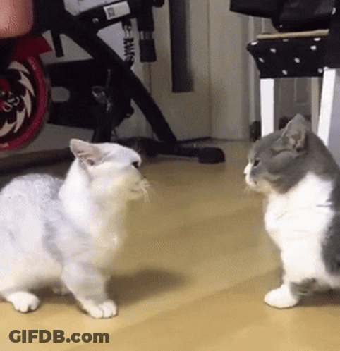 Gray And White Cat Standing GIF