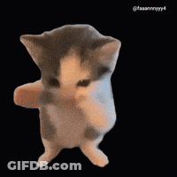 Gray And White Cat Standing On Hind Legs GIF