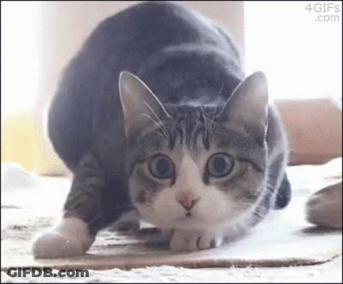 Gray And White Cat Stretching GIF