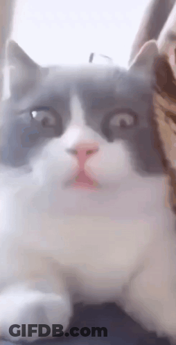 Gray And White Cat Surprised Face GIF