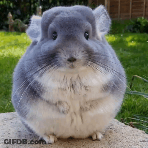 Gray And White Chinchilla Sitting On Rock GIF