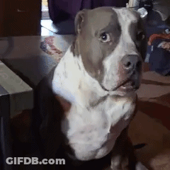 Gray And White Dog Sitting On Table Looking At Camera GIF