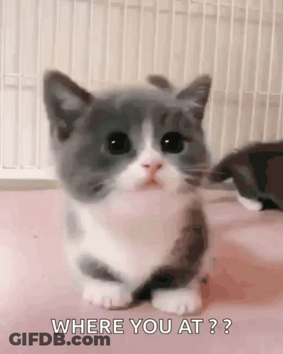 Gray And White Kitten Asking Where You At GIF