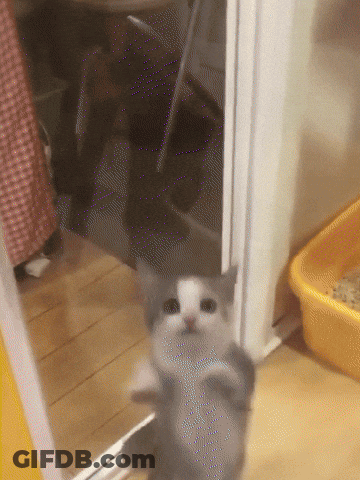 Gray And White Kitten By Yellow Litter Box GIF