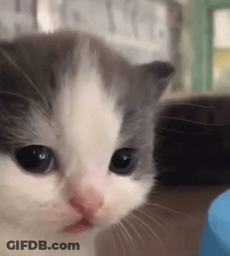 Gray And White Kitten Close-Up GIF