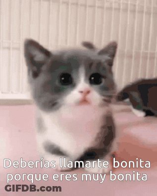 Gray And White Kitten Deberias Llamarte Bonita Porque Eres Muy Bonita GIF