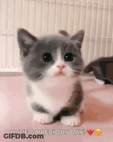 Gray And White Kitten Have A Precious Day GIF