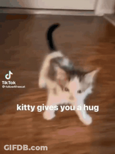Gray And White Kitten Kitty Gives You Hug GIF