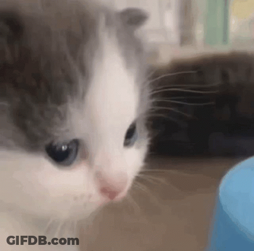 Gray And White Kitten Looking At Blue Object GIF