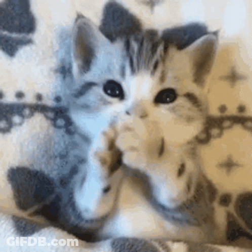 Gray And White Kitten Lying On Blanket GIF