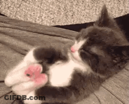 Gray And White Kitten Lying On Couch GIF