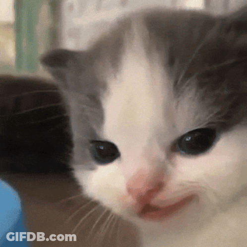 Gray And White Kitten Making Face GIF