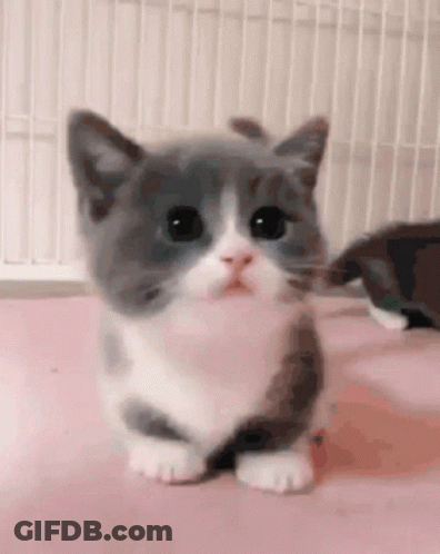 Gray And White Kitten On Pink Surface GIF