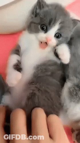 Gray And White Kitten Propped Up By Person GIF