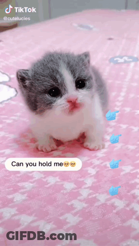 Gray And White Kitten Saying Can You Hold Me GIF
