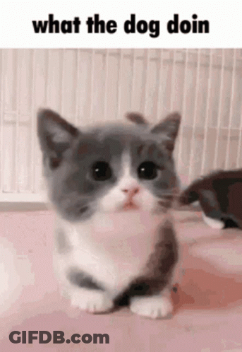 Gray And White Kitten Saying What The Dog Doin GIF